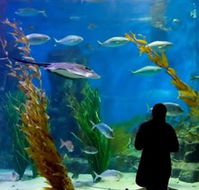 Melbourne Aquarium - Maitland Accommodation