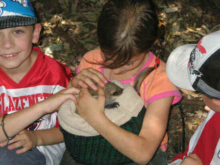 Koala Park Sanctuary - Maitland Accommodation 3