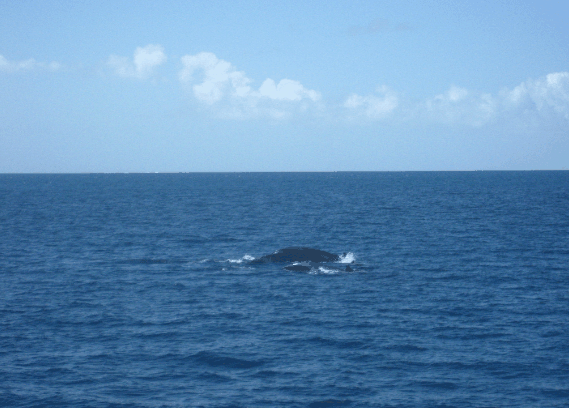 Carlo Fishing Charters - Maitland Accommodation 1