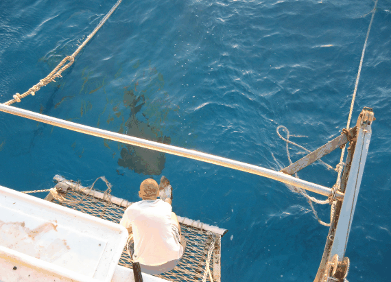 Carlo Fishing Charters - Maitland Accommodation 4