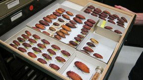 Western Australian Museum - Maitland Accommodation 1