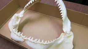 Western Australian Museum - Maitland Accommodation 2