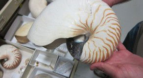 Western Australian Museum - Maitland Accommodation 3