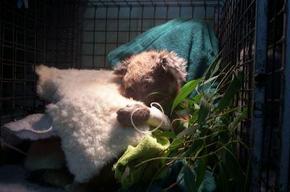 Jirrahlinga Koala & Wildlife Sanctuary - Maitland Accommodation 3