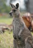 Jirrahlinga Koala & Wildlife Sanctuary - Maitland Accommodation 4