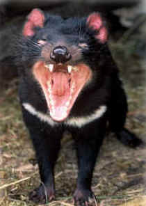 Zoo Doo Wildlife Park - Maitland Accommodation 4