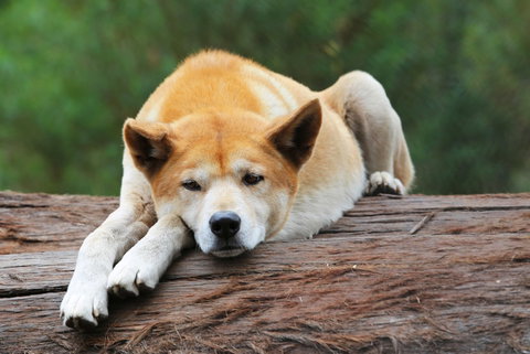 Potoroo Palace - Maitland Accommodation 1