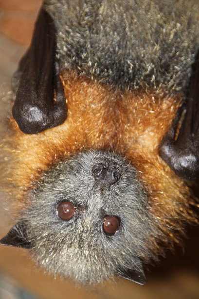 Potoroo Palace - Maitland Accommodation 2