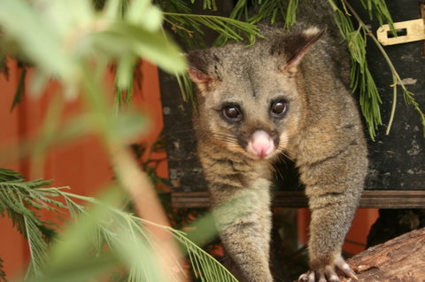 Potoroo Palace - Maitland Accommodation 3