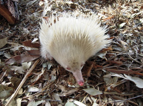 Potoroo Palace - Maitland Accommodation 4