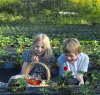 Blue Hills Berries  Cherries - Maitland Accommodation