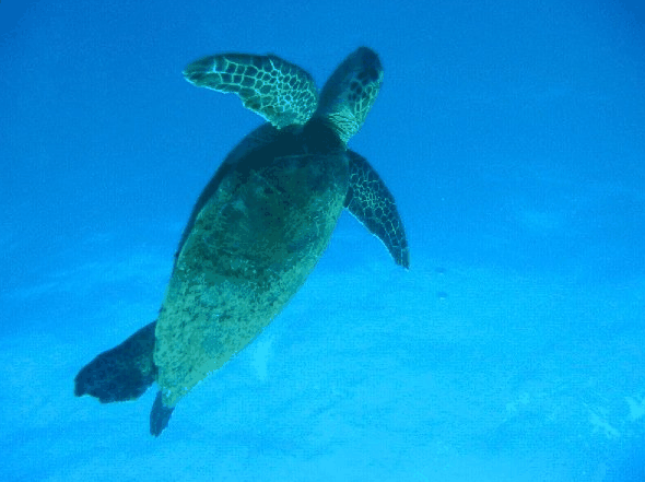 Big Cat Reality - Maitland Accommodation