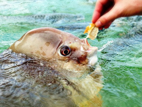 Aquascene Fish Feeding Sanctuary - Maitland Accommodation 1