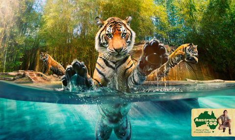 Australia Zoo - Maitland Accommodation 9