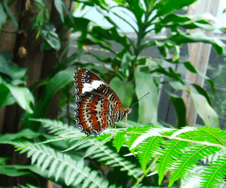 Australian Butterfly Sanctuary - Maitland Accommodation 1