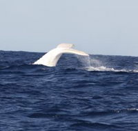 Australian Whale Watching - Maitland Accommodation
