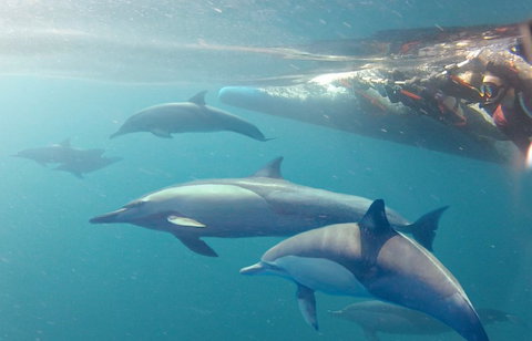 Dolphin Swim Australia - Maitland Accommodation 5