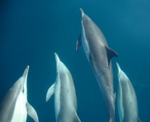 Dolphin Swim Australia - Maitland Accommodation 6