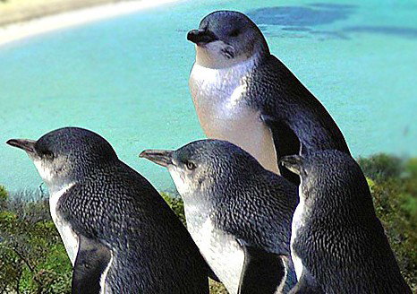 Rockingham Wild Encounters - Maitland Accommodation 0