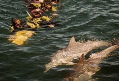 Rockingham Wild Encounters - Maitland Accommodation 2