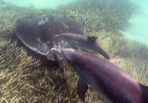 Rockingham Wild Encounters - Maitland Accommodation 3