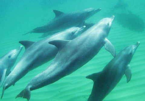 Rockingham Wild Encounters - Maitland Accommodation 4