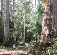 Warren River Loop Walk - Maitland Accommodation