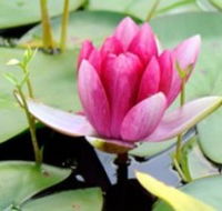 The Lotus Day Spa and Retreat - Maitland Accommodation