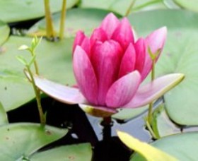 The Lotus Day Spa And Retreat - Maitland Accommodation 0