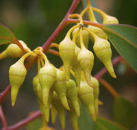 Mount Short Scenic Drive - Maitland Accommodation