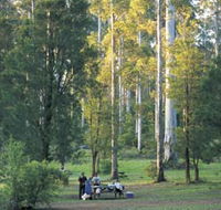 Big Brook Arboretum - Maitland Accommodation