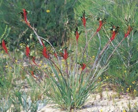 Kalbarri Wildflower Centre - Maitland Accommodation 0