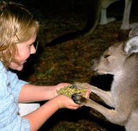 Discovery Bay's Walk on the Wild Side - Maitland Accommodation