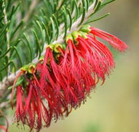 Ethel Daw Scenic Drive - Maitland Accommodation