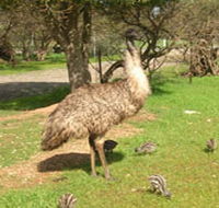 Minlaton Fauna Park - Maitland Accommodation
