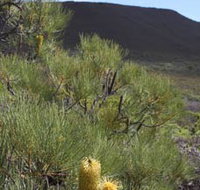 Lesueur Walk Trail Mount Lesueur - Maitland Accommodation