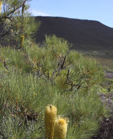 Lesueur Walk Trail, Mount Lesueur - Maitland Accommodation 0