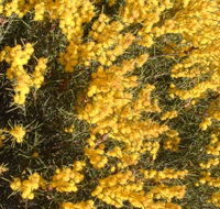 Dalwallinu Remnant Bushland - Maitland Accommodation