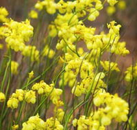 Mount Madden Scenic Drive - Maitland Accommodation