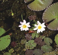 Parry Lagoons Nature Reserve - Maitland Accommodation