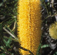 Moore River National Park - Maitland Accommodation