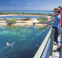 Shark Bay Marine Park - Maitland Accommodation