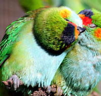 Rainbow Jungle - The Australian Parrot Breeding Centre - Maitland Accommodation