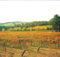 Byramgou Park - Maitland Accommodation