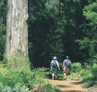 Gloucester Tree - Maitland Accommodation
