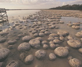 Yalgorup National Park - Maitland Accommodation 0