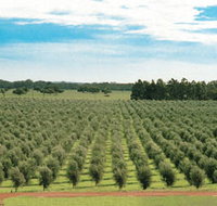 Fini Olives - Maitland Accommodation