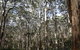 Boranup Karri Forest - thumb 0