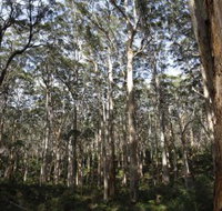 Boranup Karri Forest - Maitland Accommodation