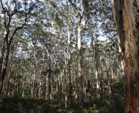 Boranup Karri Forest - Maitland Accommodation 0